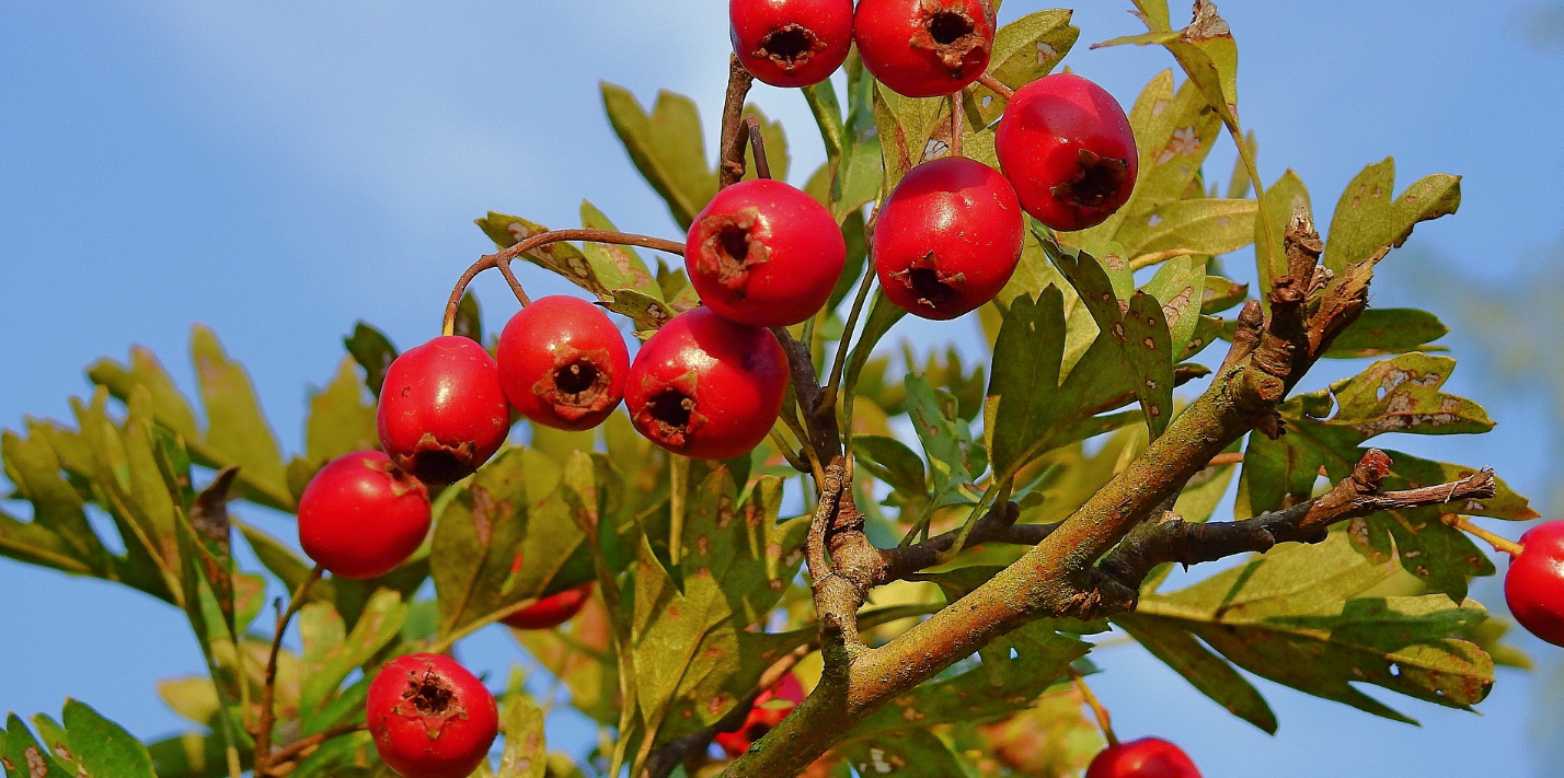 Herbal Ajaib Ini Bantu Jaga Kesehatan Jantung Anda